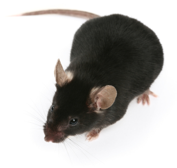 Commercial Rodent Control, Commercial Services