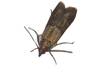 pantry-moth